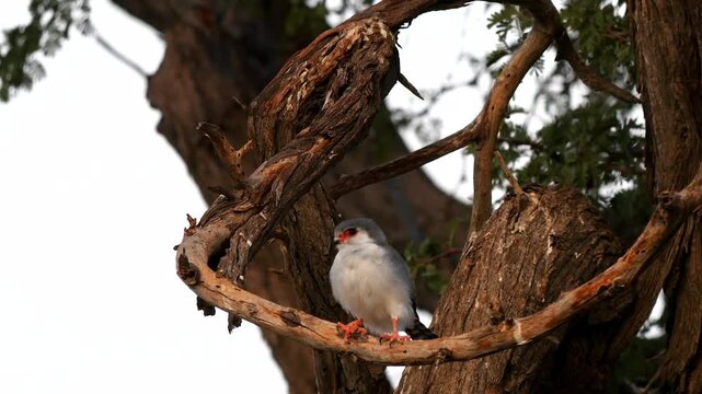 african pygmy falcon sits on branch under the sociable weaver nest where he also nests 1