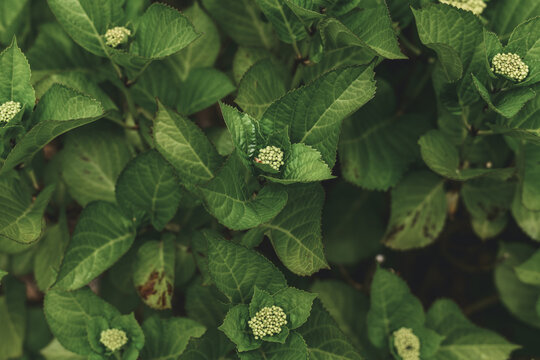Bigleaf Hydrangea (Hydrangea macrophylla) Plant Buds