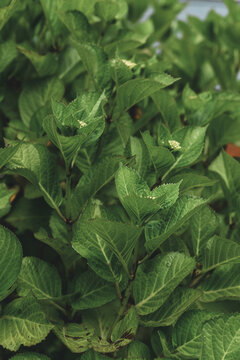 Bigleaf Hydrangea (Hydrangea macrophylla) Plant Buds