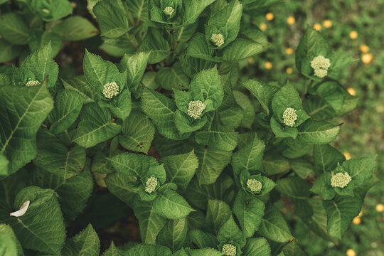 Bigleaf Hydrangea (Hydrangea macrophylla) Plant Buds