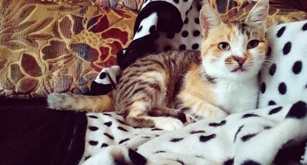Calico cat resting on patterned blanket indoors © Кадер Ахмед