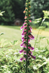 Foxglove (Digitalis purpurea) Plant © Runic Earth