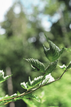 Thimbleberry (Rubus parviflorus) with Inchworm (Geometer Moth Larva)