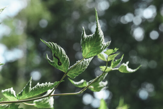 Thimbleberry (Rubus parviflorus) with Inchworm (Geometer Moth Larva)