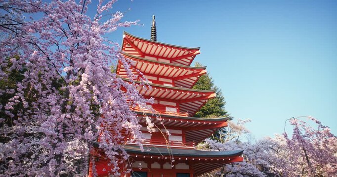 Majestic, beautiful cherry blossom trees around tall, ancient Japanese tower - low shot