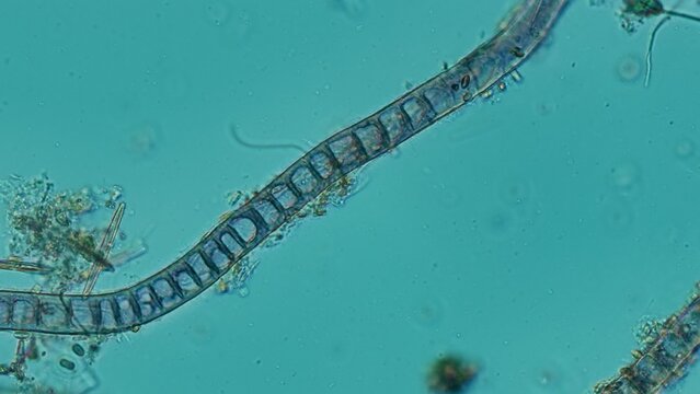 Bangia sp. red algae at 20x under Nomarski DIC microscopy