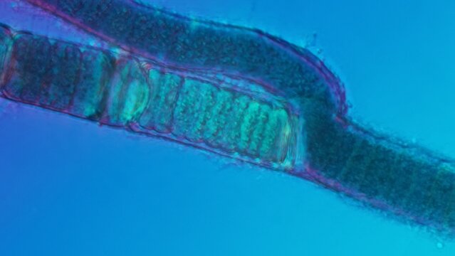 Bangia sp. red algae cells at 50x under Nomarski DIC microscopy