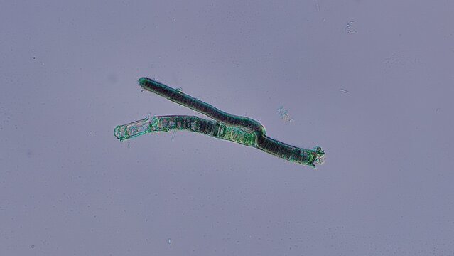 Bangia sp. red algae at 10x under Nomarski DIC microscopy