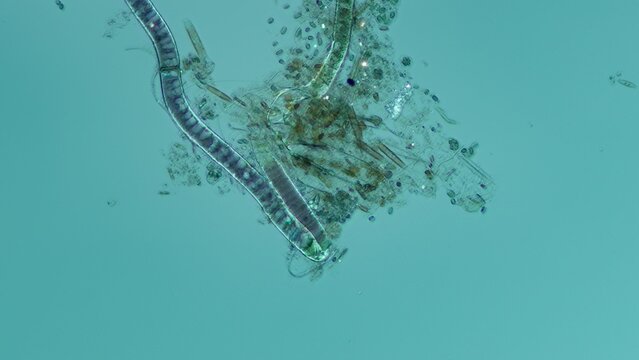 Bangia sp. red algae at 10x under reflected polarized light