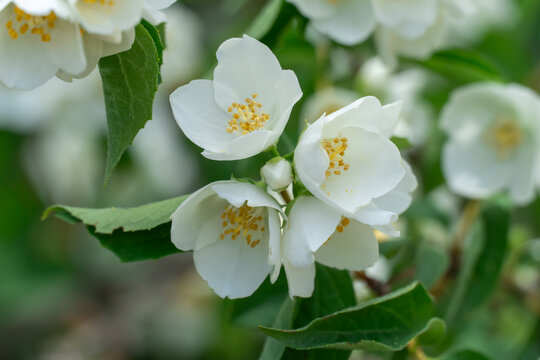 White jasmine flowers and bud growing in botanical garden. Bush of jasminum abundant blooming in summer. Nature background with flowering olive family. Natural floral summer bloom garden.