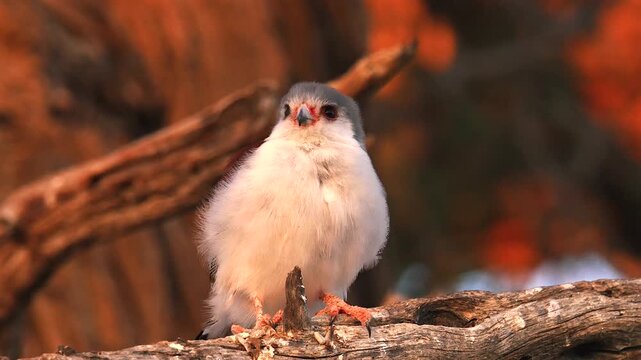 African pygmy falcon on branch under the nest of sociable weaver where he also nests 12 