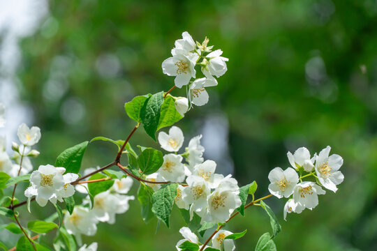White jasmine flowers and bud growing in botanical garden. Bush of jasminum abundant blooming in summer. Nature background with flowering olive family. Natural floral summer bloom garden.