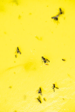 Small insects, including fruit flies and Cherry fly, are caught on a bright yellow sticky trap, providing effective pest control for plants and agriculture