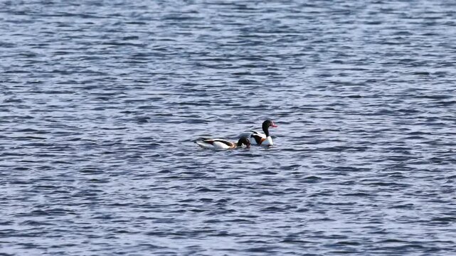 A family of shelducks on the blue lake, chicks and parent birds dabbling in the distance, a shelduck swimming in the rippling lake, raising chicks, breeding season; Tadorna tadorna