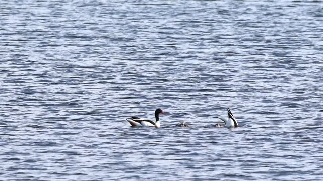 A family of shelducks on the blue lake, chicks and parent birds dabbling in the distance, a shelduck swimming in the rippling lake, raising chicks, breeding season; Tadorna tadorna