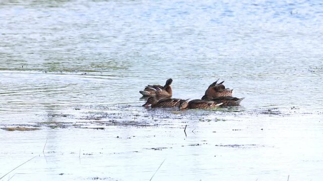A flock of female mallards preen themselves in the lake, the ducks eat algae on the water's surface, waterfowl search for food, the sun shines on the splashing ducks, waves, Anas platyrhynchos