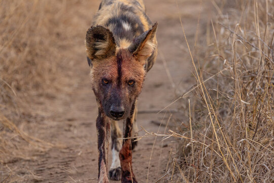 View of an African wild dog with blood on its face walking along a dirt track in the Manyeleti Game Reserve, Mpumalanga, Mpumalanga, South Africa.