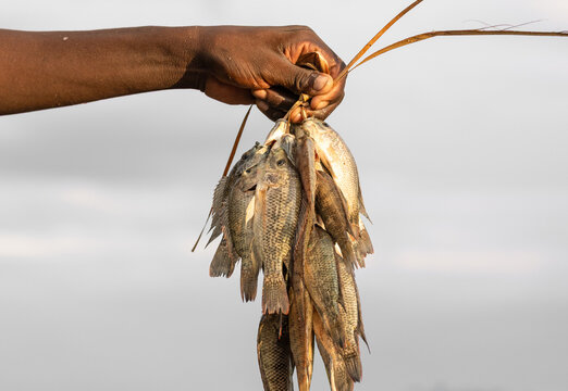 View of a fisherman's hand holding a fresh catch of small tilapia fish tied together with a reed in the Elephant Marsh Nsanje, Southern Region, Malawi.