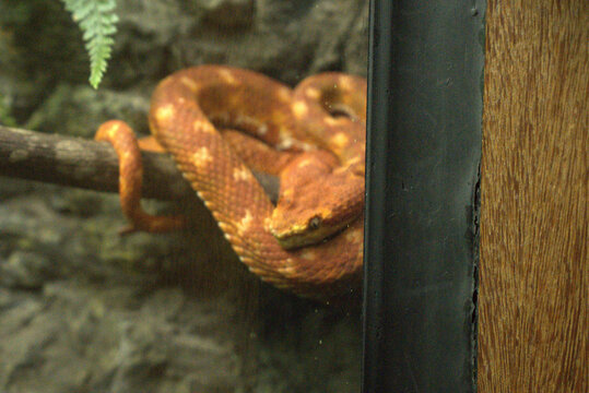orange boa constrictor snake coiled on branch in zooenclosure
