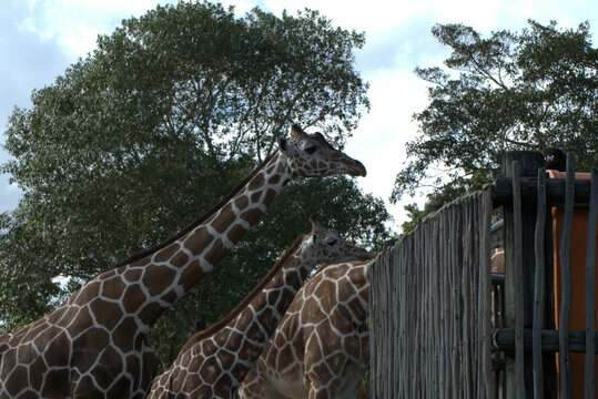 two giraffes near wooden fence in zoo park