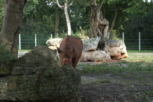 rhinoceros near rocky outcrop in zoo