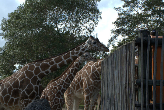 giraffe head and neck close up near wooden fence in oo