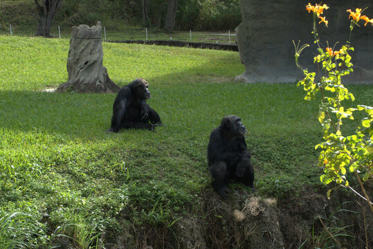 two chimpanzees sitting on grass in zoo enclosure