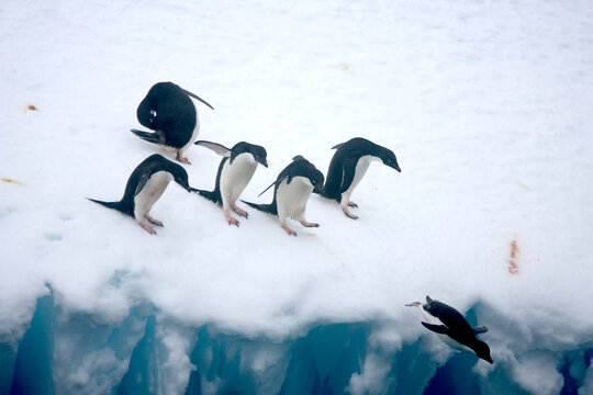 Adelie Penguins diving off an iceberg in the Southern Ocean