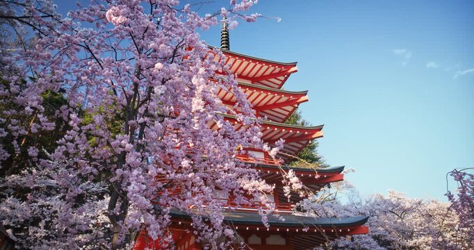 Low, steady cam shot under spring cherry blossom tree and ancient Japanese temple tower