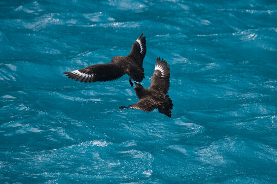 Southern Skuas fighting