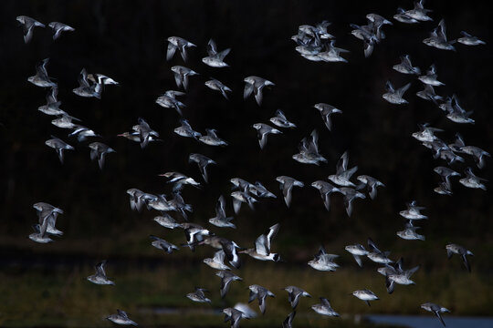 flock of dunlin birds in flight