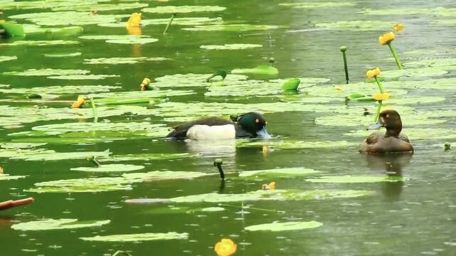 Male and female tufted ducks wading through vibrant green aquatic plants and yellow flowers in a rainy wetland environment.
