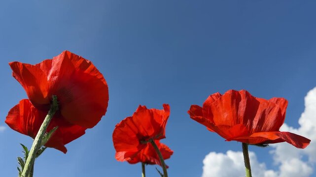 Red poppy flowers against blue sky.