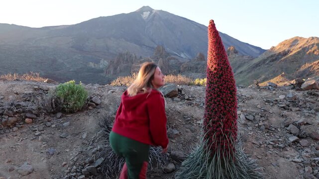 A woman is amazed by red tajinaste flower with Mount Teide in the background