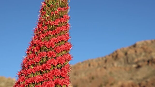 Red tajinaste flower close up in Tenerife