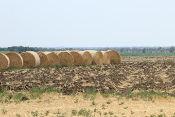 hay bales in a field © алексей семиколенных