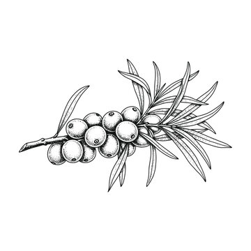 Juniper berries on branch with leaves