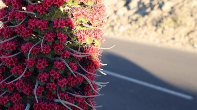 Macro detail of red tajinaste blossoms