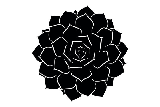 Silhouette of a succulent plant with thick leaves in a rosette pattern