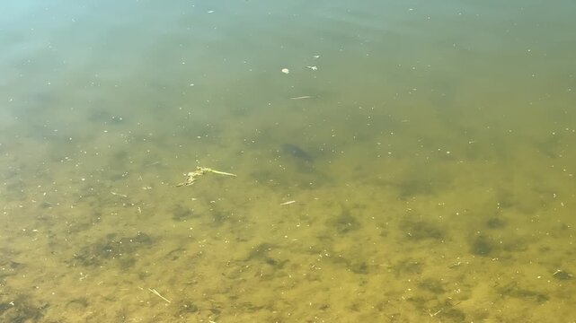 Turbid shallow lake water with sandy bottom and natural algae, background of calm freshwater pond water