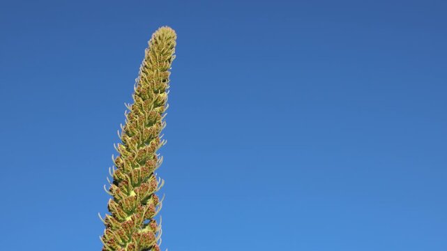 Green tajinaste flower spike against blue sky