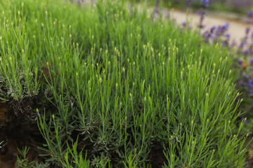 Fototapeta premium Close up of vibrant green lavender leaves and unopen flower buds.