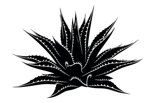 Silhouette of a large agave plant with sharp leaves