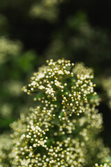Obraz premium Close up of delicate white flowers blooming on pyracantha plant.