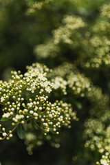 Obraz premium Clustering white flowers and buds on a green hedge shrub.