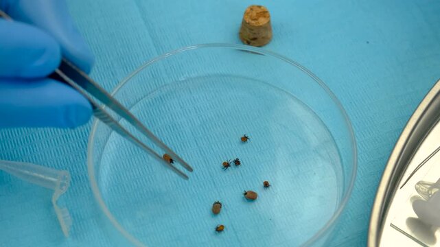 The tick laboratory is conducting an analysis. Selective focus.