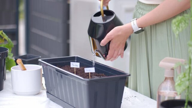 Woman waters parsley and dill seeds in planter with watering can at outdoor table