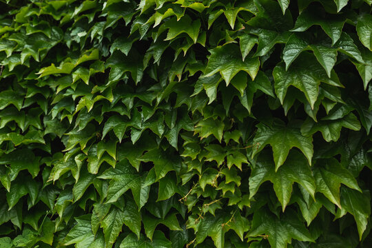 Background of thick dense green ivy leaves growing outdoors.