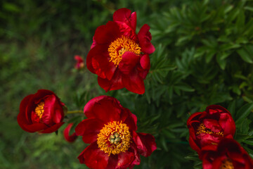 Obraz premium Red semi double peony flowers with yellow stamens.