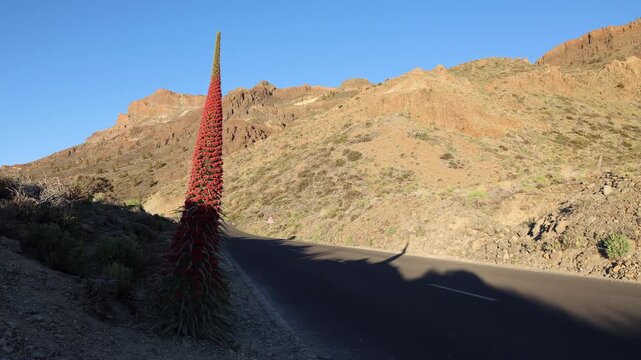Tall tajinaste flower casting shadow at sunset
